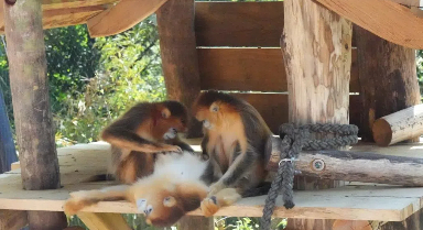 中國金絲猴亮相法國博瓦勒野生動物園