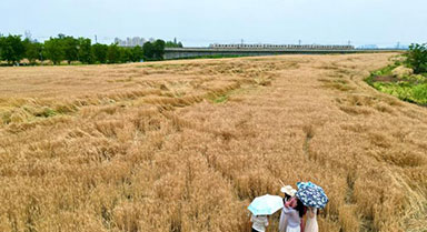 四川成都：民眾打卡金色麥田景觀