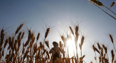 也門：收割小麥